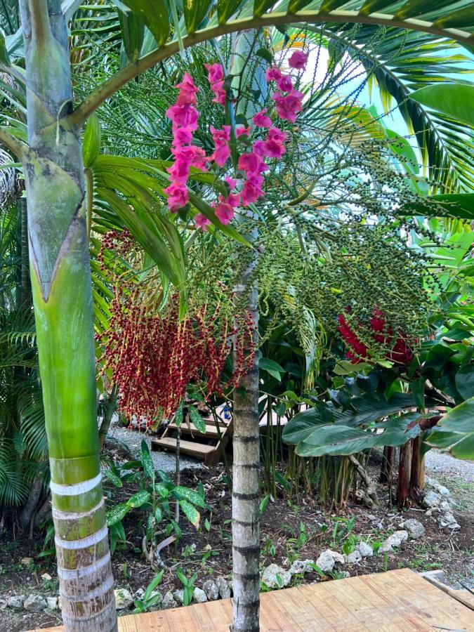 פורט אנטוניו Jamaica Colors Hotel And Eco-Retreat מראה חיצוני תמונה